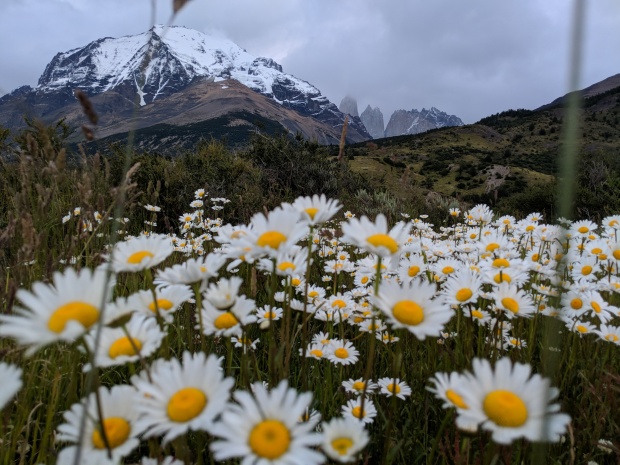 Daises and Torres del Paine at dusk in Patagonia, Chile